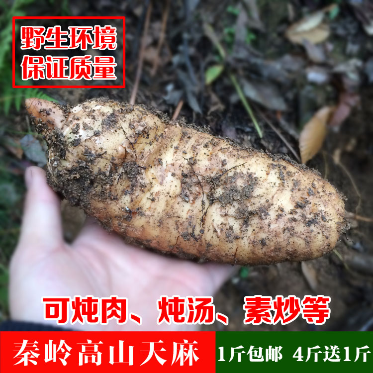 中药材天麻深山野生新鲜天麻冬麻滋补品非云南昭通鲜天麻500g包邮