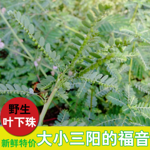 云南野生苦味叶下珠中药材珍珠草新货特价益肝茶大小三阳福音250g