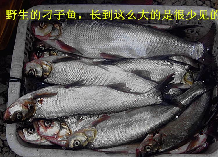淡水 野生刁子鱼