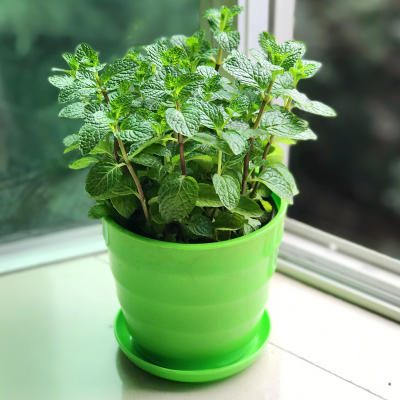 驱蚊草盆栽可食用留兰香薄荷盆栽香草植物可驱蚊绿植物鲜活盆栽