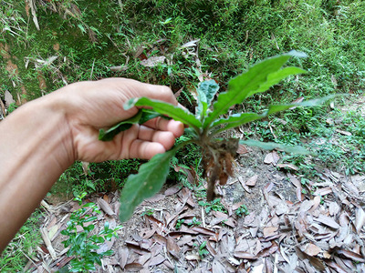 野生中草药地胆草草鞋梗草鞋根草鞋板苦地胆天芥菜地胆头现挖现发