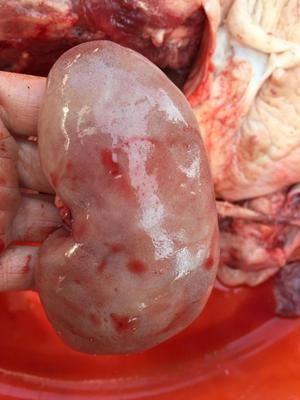 猪上水 猪内脏 猪肝 猪粉肠 猪瘦肉 八刀汤 新鲜猪杂 农家猪 紫金