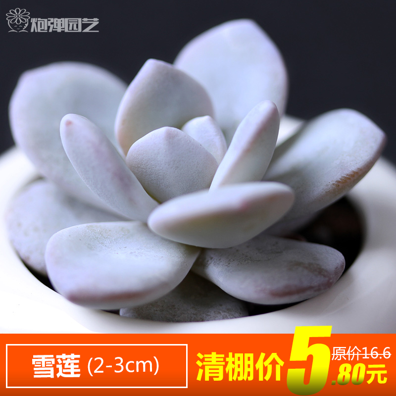 多肉植物 雪莲 多肉实生苗 进口肉肉组合盆栽花卉绿植包邮