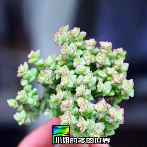 【多肉植物品种】最新淘宝网多肉植物品种优惠