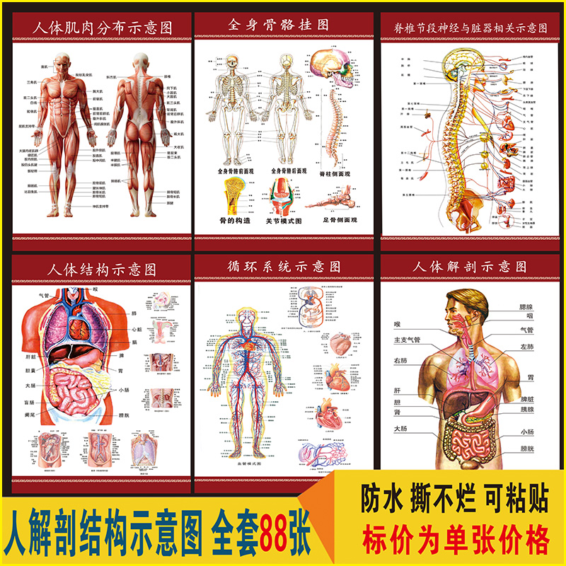 人体肌肉骨骼结构 消化系统海报 内脏位置分布器官功能 解剖挂图