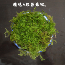 兰花铁皮石斛花土铺垫材 干苔藓 绿色活青苔水苔 盆栽铺面苔藓