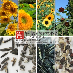 牙签 多头向日葵种子批发 彩色紫色向日葵玩具熊向日葵种子 牙签