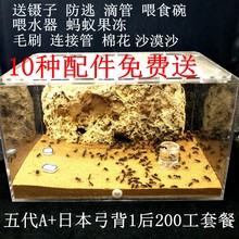 宠物蚂蚁弓背蚁带蚁后 吸水石雕刻亚克力蚁巢蚂蚁工坊 五代生态巢