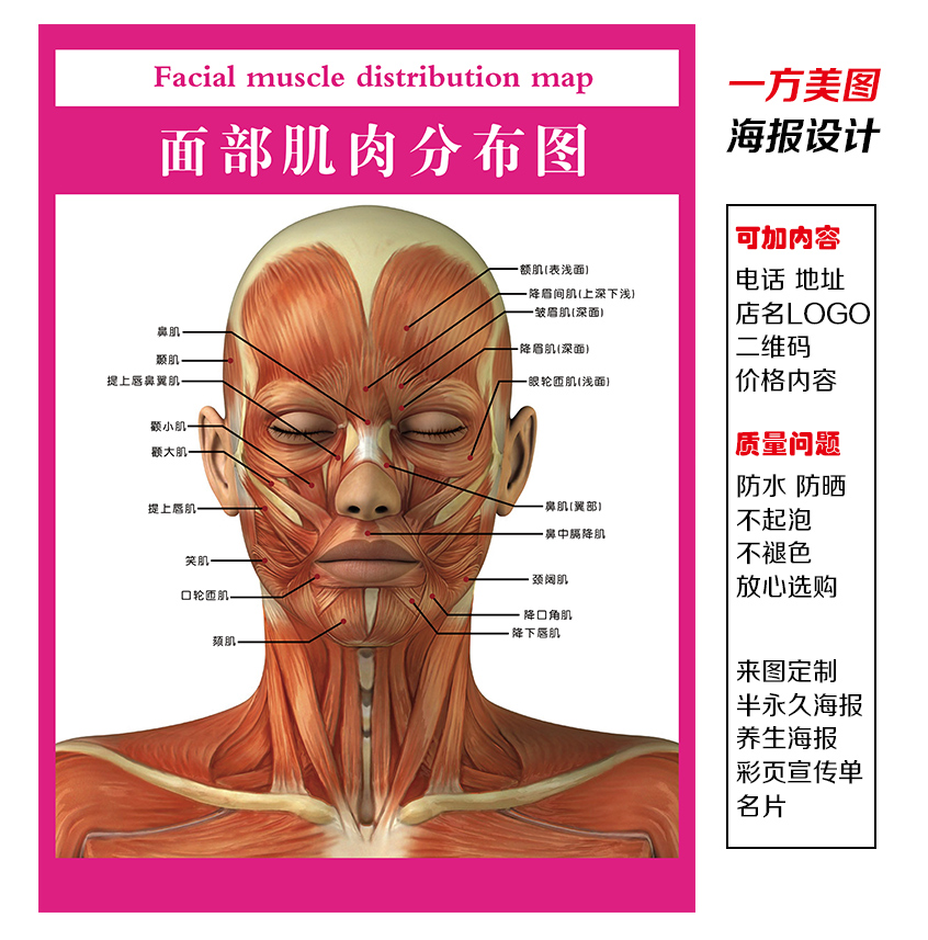 完美面部微整《面部分部示意图》写真图海报制作 面部肌肉分布图