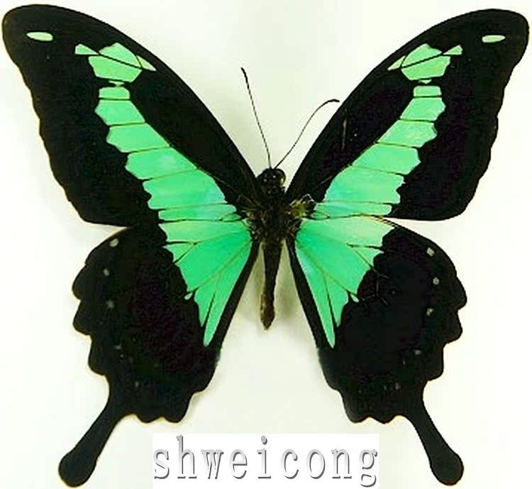 a1品质 未展翅 福翠凤蝶 papilio phorcas c亚种 原蝶真蝴蝶标本