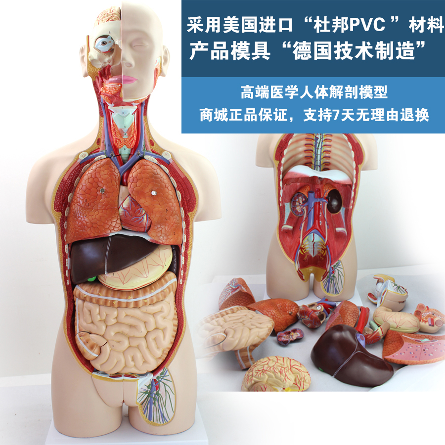 高端enovo颐诺专业医学内脏器官心脏系统结构躯干人体解剖模型