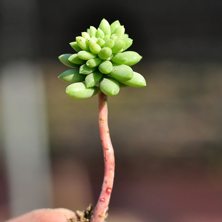 酥皮鸭群生 多肉植物盆栽绿植盆景花卉防辐射小桩老桩