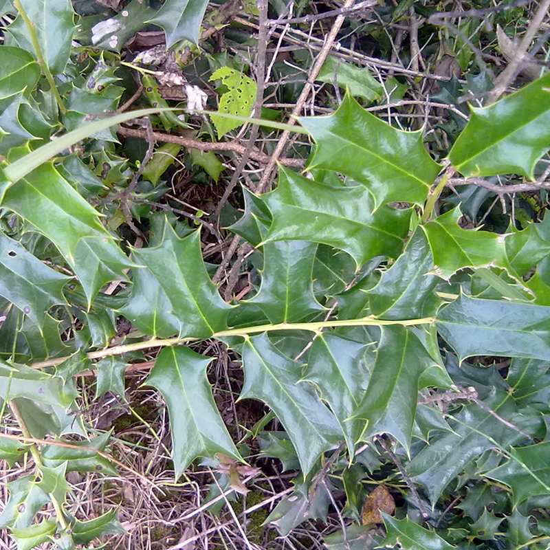 新鲜枸骨树叶老鼠刺叶猫儿刺枸骨叶十大功劳叶八角刺根枝枸骨盆景图片