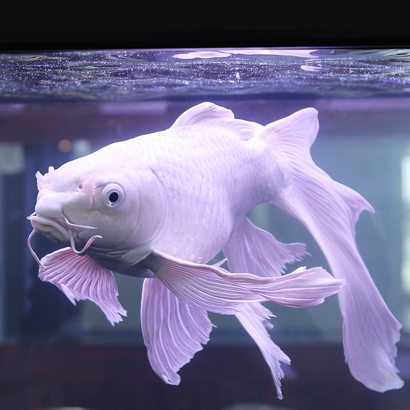 七星刀鱼 大型观赏鱼 热带鱼刀鱼花刀鱼水族宠物淡水鱼活体1130