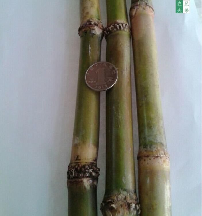 新鲜竹蔗茅根 原生小竹蔗 煲汤糖水专用竹蔗甘蔗 3件包邮