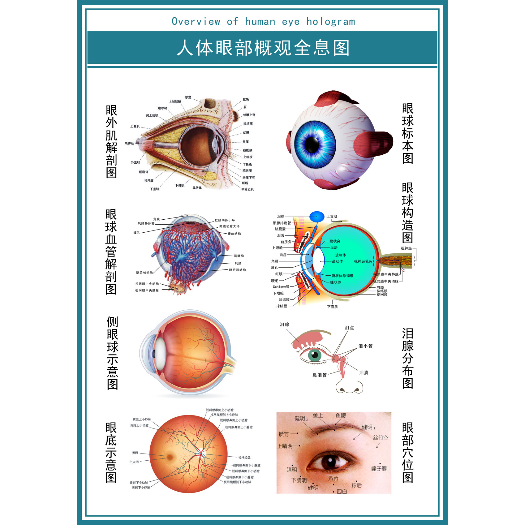 眼球解剖图泪腺分布图眼部肌肉血管结构图全息图医院眼科宣传海报