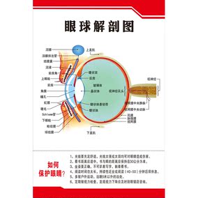 yj02 眼睛眼球结构图 眼球解剖图剖面图 海报挂图展板贴画图片