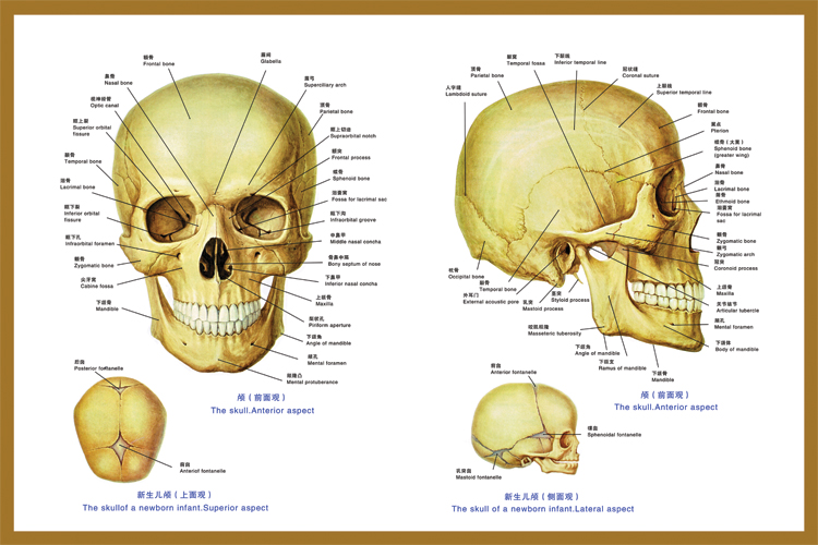《头颅结构图》人体经络穴位图医院大挂图足部中医养生保健海报