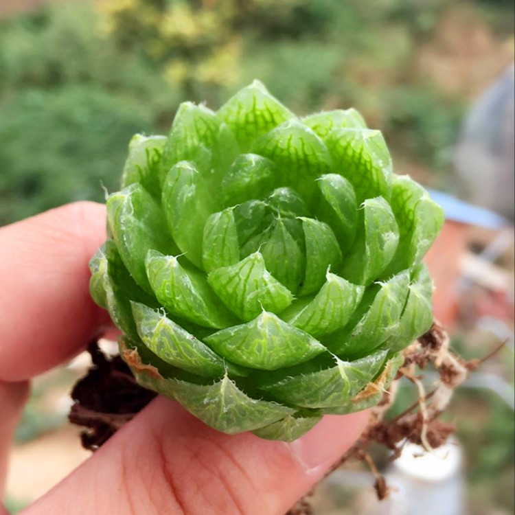 樱水晶 瓦苇属十二卷类多肉植物 玉露 办公室内盆景小