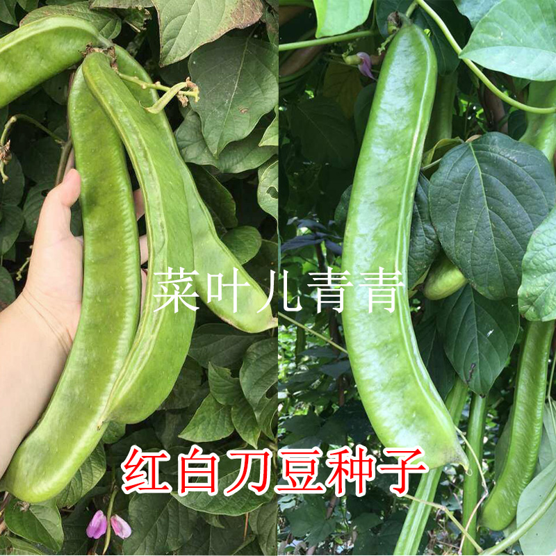 古老品种 红刀豆 白刀豆种子 洋刀豆角 庭院栽培 阳台盆栽