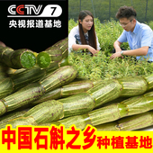 四年生铁皮枫斗霍山种源 道地养生铁皮石斛鲜条500g 天天特价