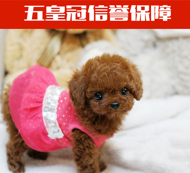 纯种泰迪犬幼犬贵宾狗狗精品赛级紫红色茶杯小体全国空运疫苗齐全