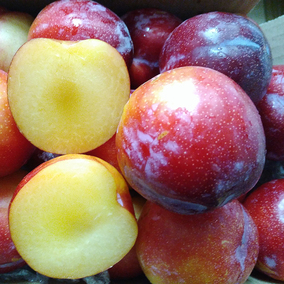 【已经下市】新鲜水果正宗脆红李孕妇酸甜李子