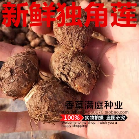 野生新鲜独角莲 独角莲种子 独角莲 白附子 天南星 野芋包邮