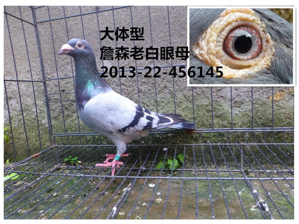 鸽子赛鸽信鸽种鸽幼鸽高级跃龙吴淞幼鸽预定