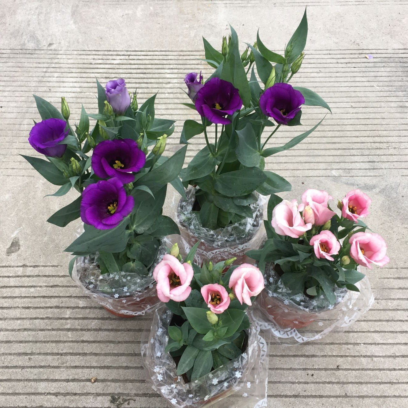 洋桔梗 草原龙胆 可盆栽可切花 花期长带土发货