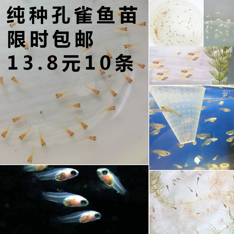 水族孔雀鱼活体凤尾鱼苗纯种热带观赏淡水幼鱼