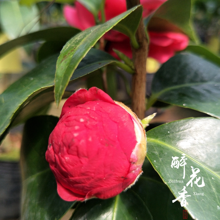 七巧 福建大朱砂茶花苗 绿植花卉盆栽阳台客厅花苗庭院植物 包邮