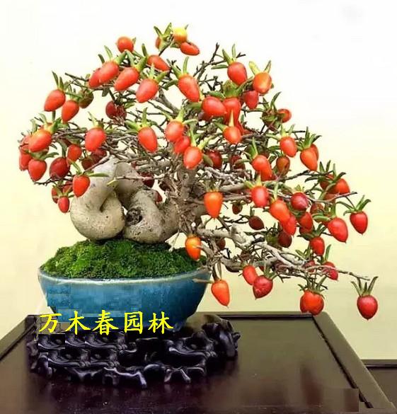 辰СƷ辰΢辰, Ѽĸ׮