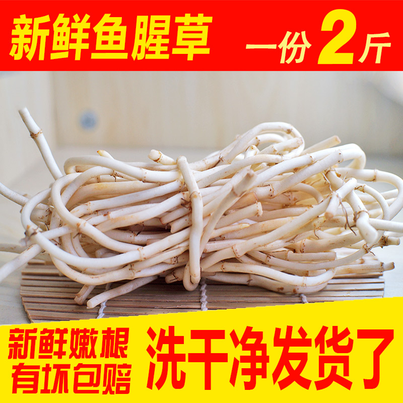 新鲜鱼腥草 现挖鱼腥草根折耳根 野生侧耳根节节根茶私房菜2斤