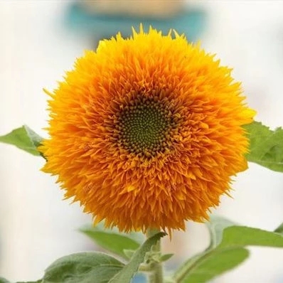 观赏矮向日葵花种子 阳台盆栽四季播易种植物种子花卉