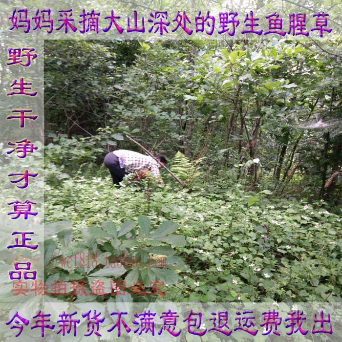 农家自晒纯天然野生鱼腥草新鲜干货折耳根清热祛湿利戒烟凉茶包邮