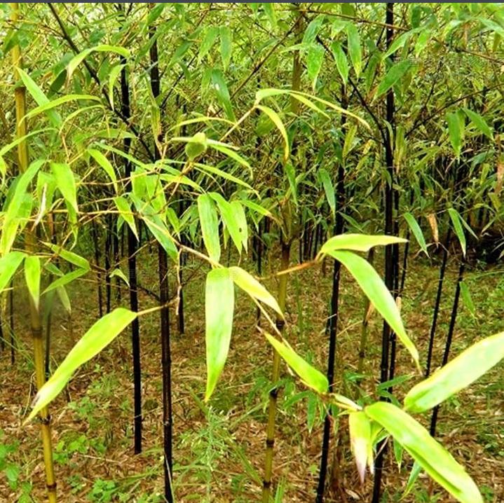 金镶玉竹 竹子根 青竹苗 青竹根 毛竹苗 紫竹苗 紫竹根 包成活