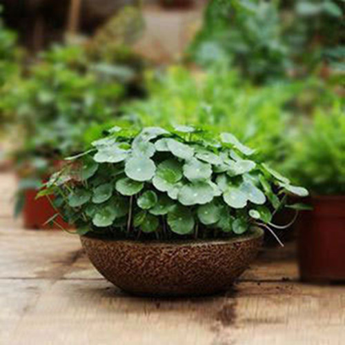 铜钱草【金钱草】盆栽植物 净化空气  带叶子发货江浙沪2盆免邮