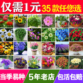 包邮 室内外阳台盆栽绿植庭院花卉花草种子花 花种子四季种易活套餐