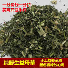 包邮 中药材当年新货野生益母草茶女性伴侣新鲜整棵益母草茶500克