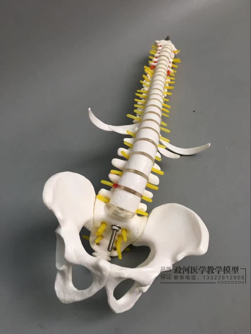 85cm成人脊柱模型人体脊椎成人1:1比例带颈椎胸椎尾椎