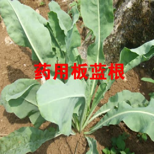 秋天野生可留种板蓝根非转基因老品种蔬菜种子四季阳台盆栽青菜籽