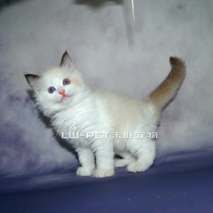 布偶猫 猫宠物 布偶猫幼猫活体布偶猫双色海豹色布偶猫纯种