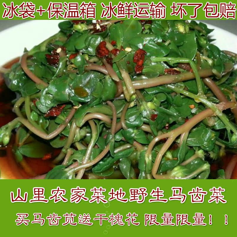 野菜 马齿菜 新鲜野生马齿苋 长寿菜 五行草马蜂菜1500g包邮