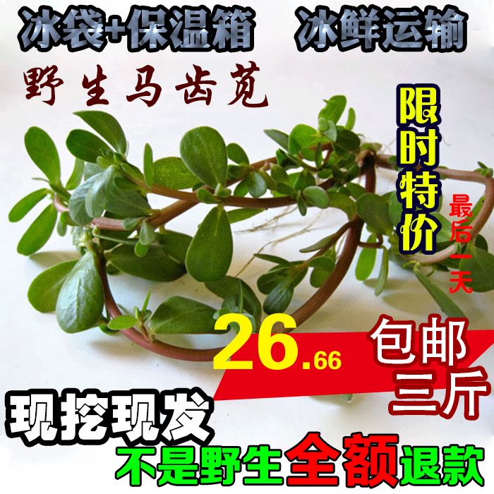 农家新鲜野生红茎马齿苋马齿菜长寿菜五行草降火两用中药材1500g