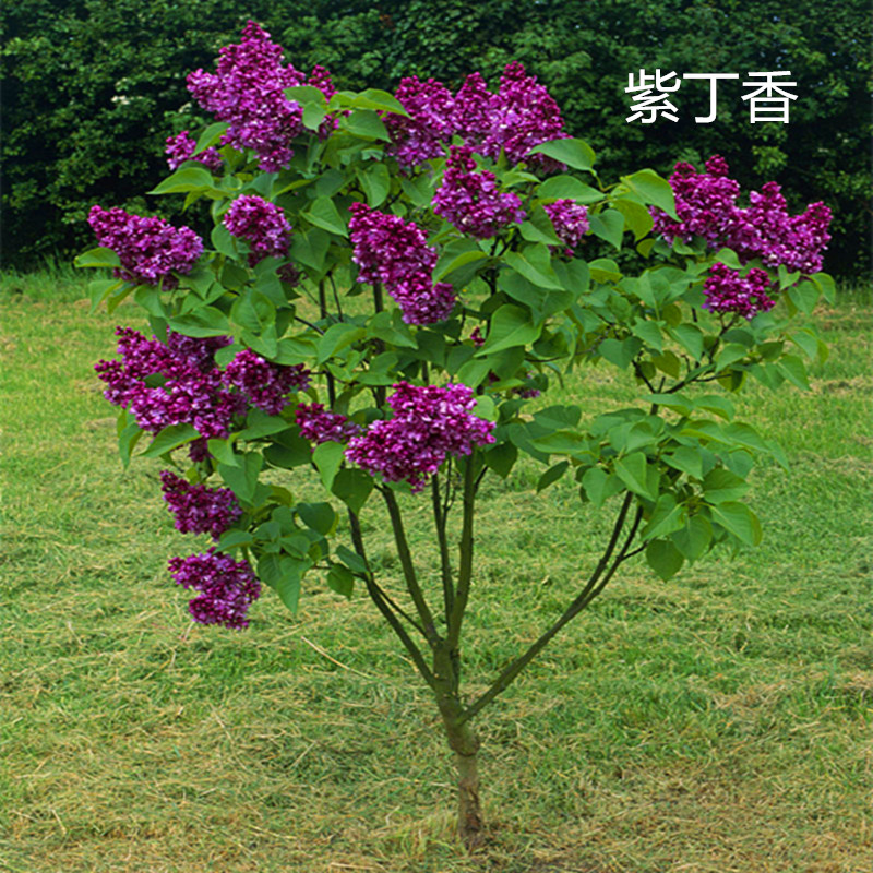 丁香花苗 庭院盆栽 可开花植物 丁香花树苗 浓香花卉