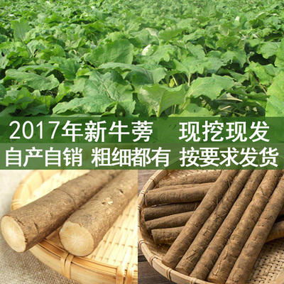 新鲜牛蒡根5斤体验装正品牛蒡茶片原料蔬菜牛蒡 现挖全国包邮