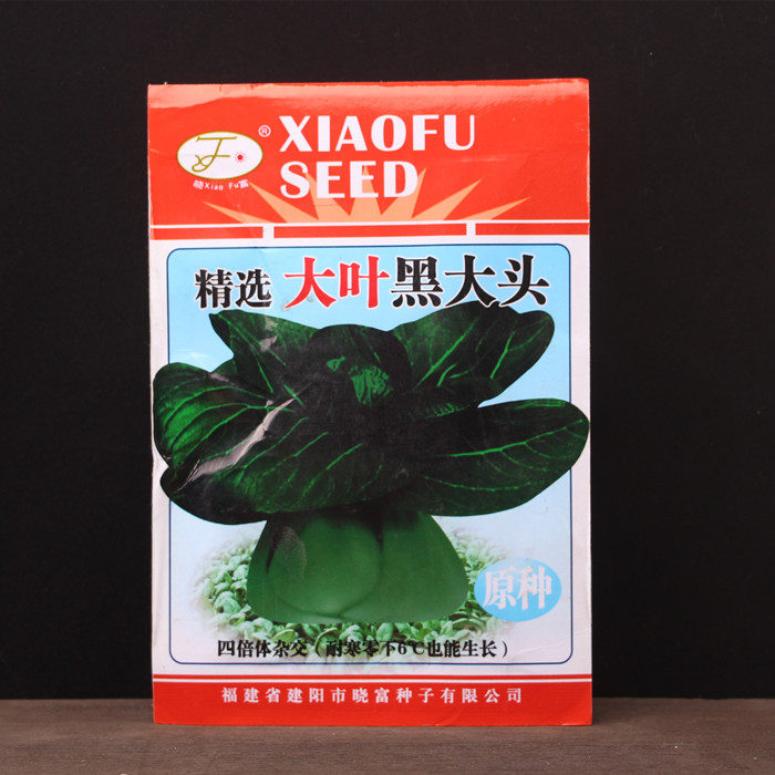【精选大叶黑大头】黑菜小白菜 阳台庭院种植 蔬菜种子 青菜种子图片