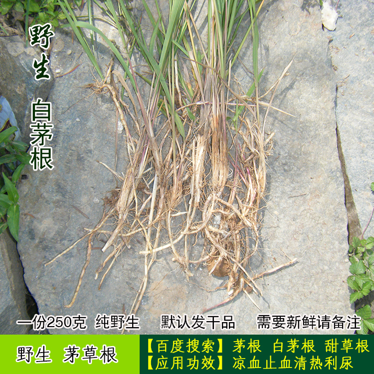 神农架 野生白茅根茅草甜草根新鲜 凉血止血药材清热正品 3份包邮