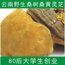 包邮 500克 野生灵芝正品 裂蹄桑黄 桑树桑黄 野生桑黄灵芝